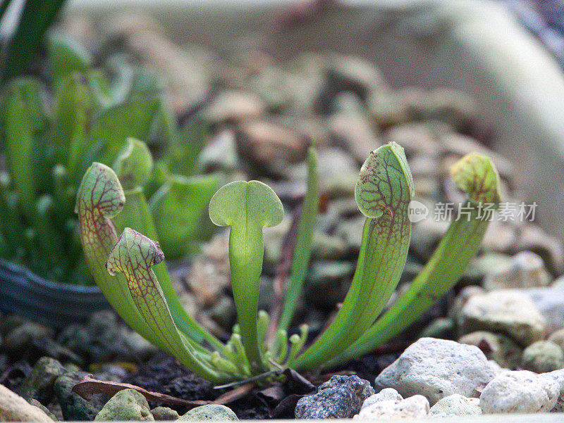 猪笼草- Sarracenia L.